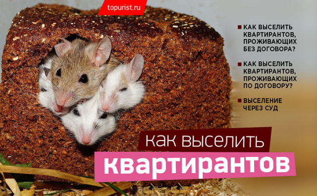 Когда квартирантов нельзя выселить даже через суд