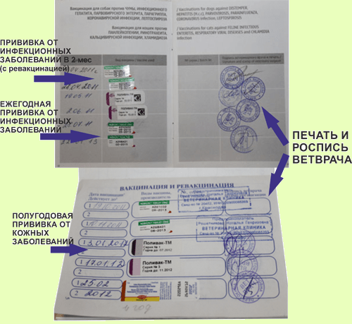 Куда жаловаться, если собаку выгуливают без намордника