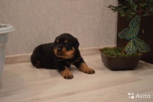 Куда жаловаться, если собаку выгуливают без намордника