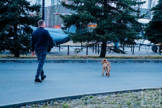 Куда жаловаться, если собаку выгуливают без намордника