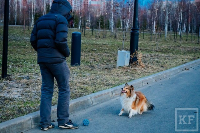 Куда жаловаться, если собаку выгуливают без намордника