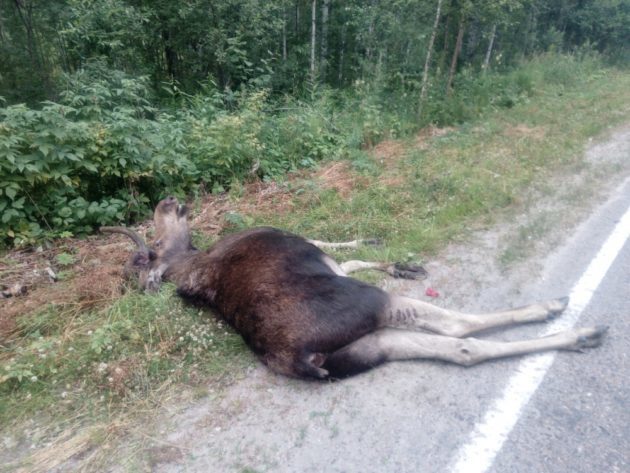 Сбили лося &mdash; порядок действий и установленные штрафы
